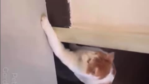 Funny And Cute Cat's Life