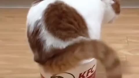 KFC Cat . KFC New Item .Cat Funny Video