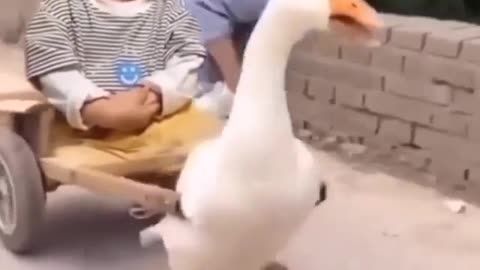 A small baby exploits the duck / Duck conducts a trolley