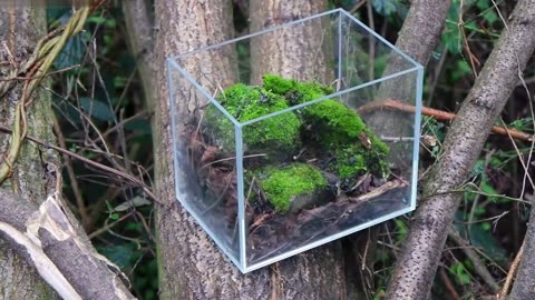 Wild mini nature behind glass