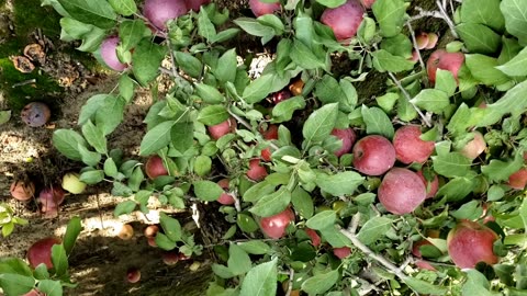 McIntosh Apple Variety in An Apple Farm 2023