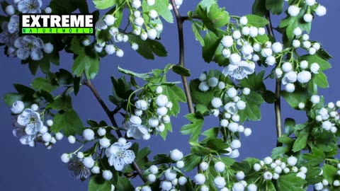 Amazing Nature/Nature Time Lapse of Blooming Flowers 4K/