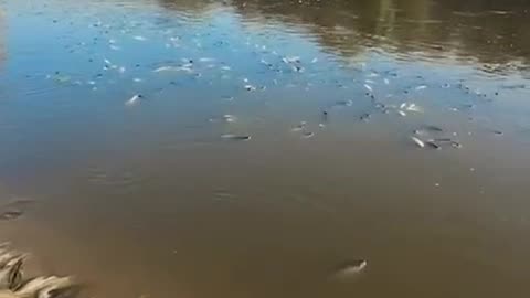 In Brazil, fish die in the Piracicaba River due to pollution