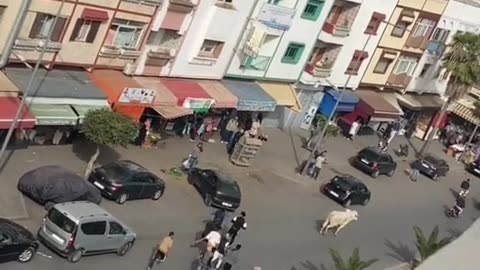 Cow in the street rabat morocco