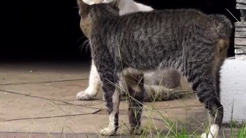 Two real Cats fight compilation videos 2023