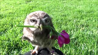 Tiny Owl Shows Off With Adorable Rose Trick