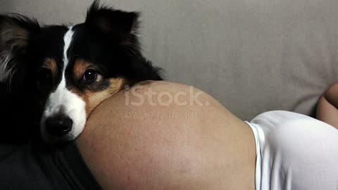 Dog interact with Pregnant women.