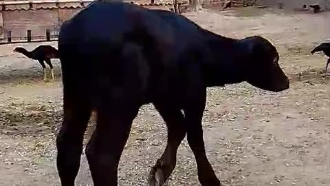 Brilliant baby buffalo