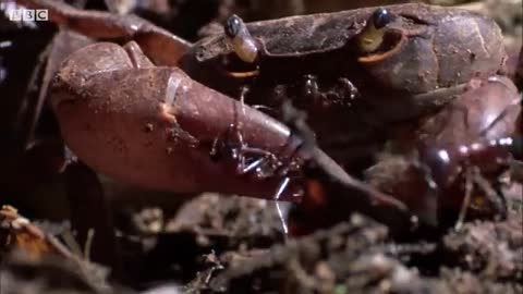 Ants vs Crab - Natural World- Ant Attack - BBC Earth_Cut