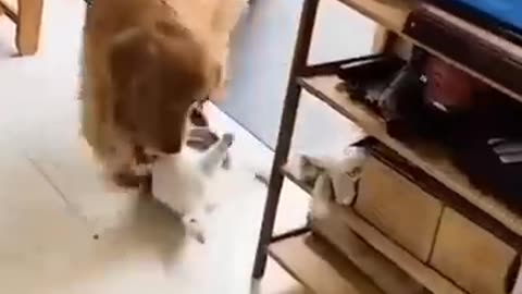 Unlikely Friendship: Astonishing Cat and Dog Duo! Short #shorts #funnymemes #syl_vester