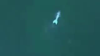 MERMAID SPOTTED VIA HELICOPTER