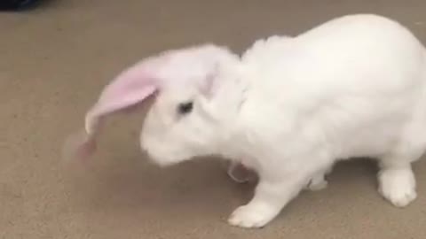Bunny rabbit likes to chase his own ears
