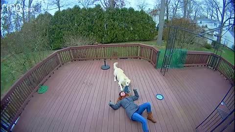 Dog Mistakes Furry Hood For a Toy & Drags Owner Around The Backyard