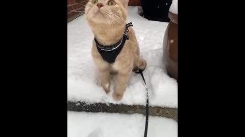Cute cat enjoying snow falls in 2021