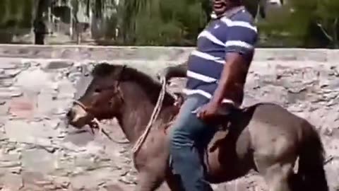 A big man on a small horse