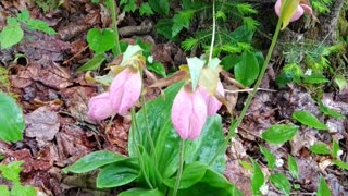 Slipper Orchids