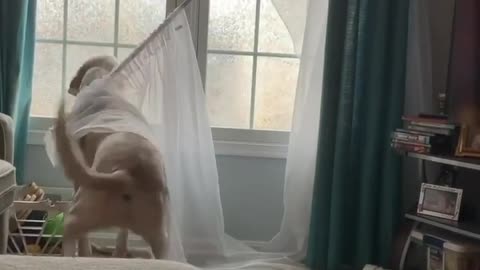 Dog Spins While Barking and Accidentally Pulls Down Curtain Rod