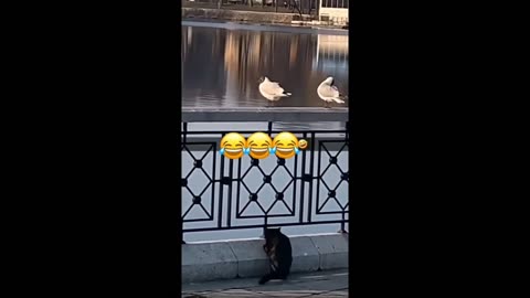 funny animal | funny cats and dog | random compilation