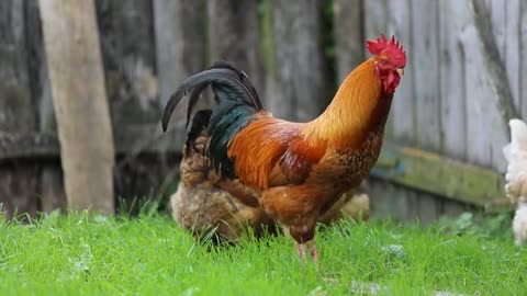 Beautiful hen dancing video - viral video of hen dancing in yard