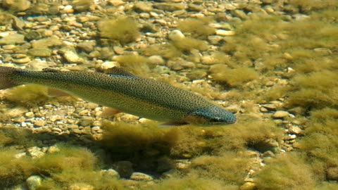 Wow very nice fish in the ply swimming pool..