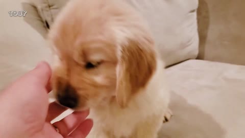 My Golden Retriever Puppy Explores the House for the First Time!