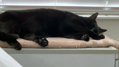 Adopting a Cat from a Shelter Vlog - Cute Precious Piper is a Long Sleeping Glossy Black Cat