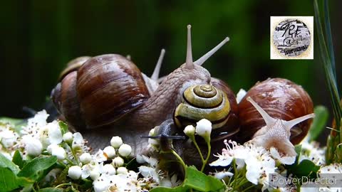 Snail Interested video snai..