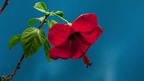 Timelapse of a growing flower