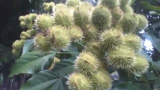 Annatto tree in the botanical garden, a fruit used in cooking [Nature & Animals]