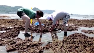 Sea urchins fed cabbage in Japan to help fight marine damage