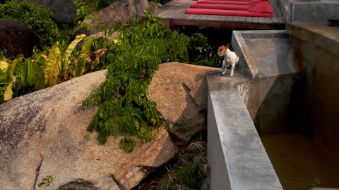 dog jumps to drink water