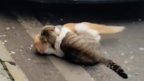 Fight between two cats