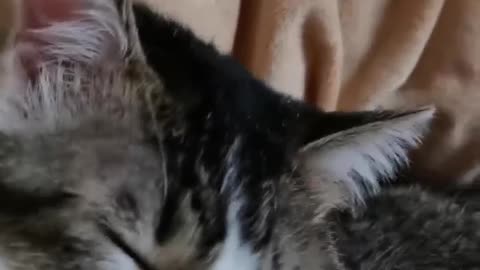Cat lick the hand
