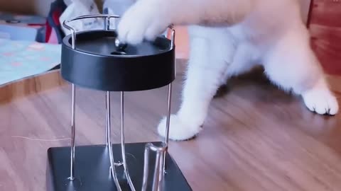 Funny Cat Playing with Magnetic Ball 🤣🤣🤣🤣 #cat #catvideos #shorts #catlover #funny #funnyvideo
