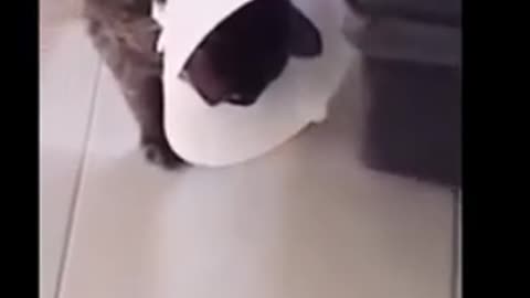 Cute animals funny videos funny videos