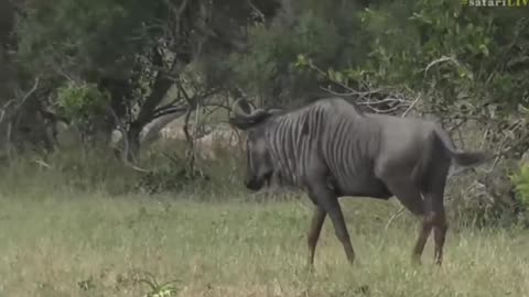 April 02, 2017- Lonely Wildebeest patrolling his territory