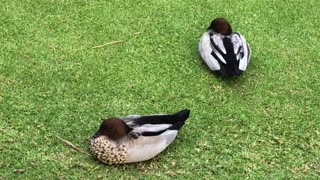 Ducks at UWA