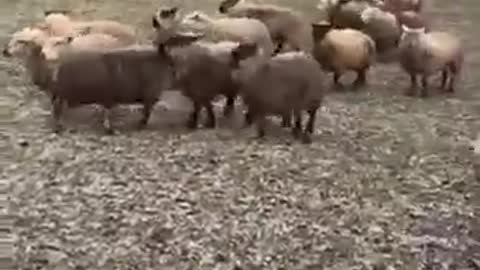 Herding Sheep with Dogs