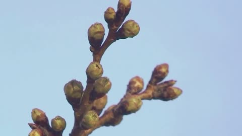 Cherry blossoms in DC are nearing peak flowering