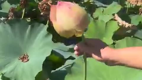 The variety of lotus flower