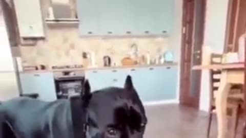 DOG learned to dry his mouth after drinking water