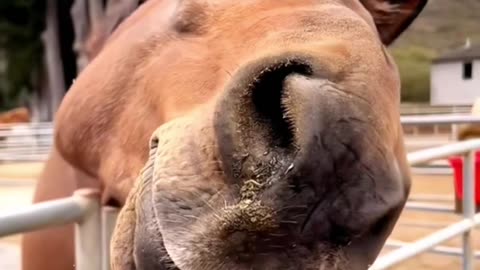 Funny Animal video part 2 #animal