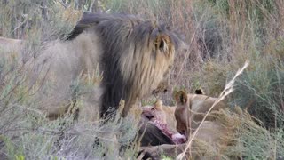 King Lion having a bit of the Buffalo