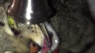 Kitten drinking water in slow mo