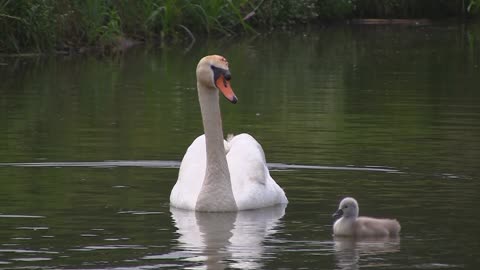 A family of free swans