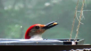 Red-bellied woodpecker