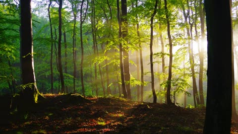 Morning gratitude meditation with healing sounds. Boost your energy and unwind.