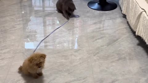 A cat walks a puppy...