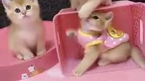 super funny cute kitten cats😍