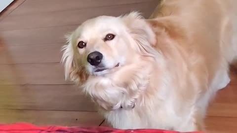 Cute Doggo wants to go in the bed